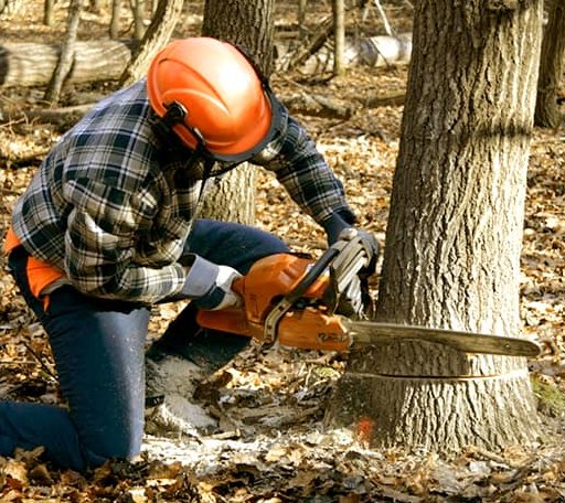 Tree Removal in Geff, IL